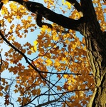 Yellow and orange maple leaves on a tree light to gold in the late afternoon light.