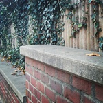 Deep perspective of a brick half wall with a ivy covered wood fence behind.