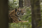Tiger at Garland Zoo
